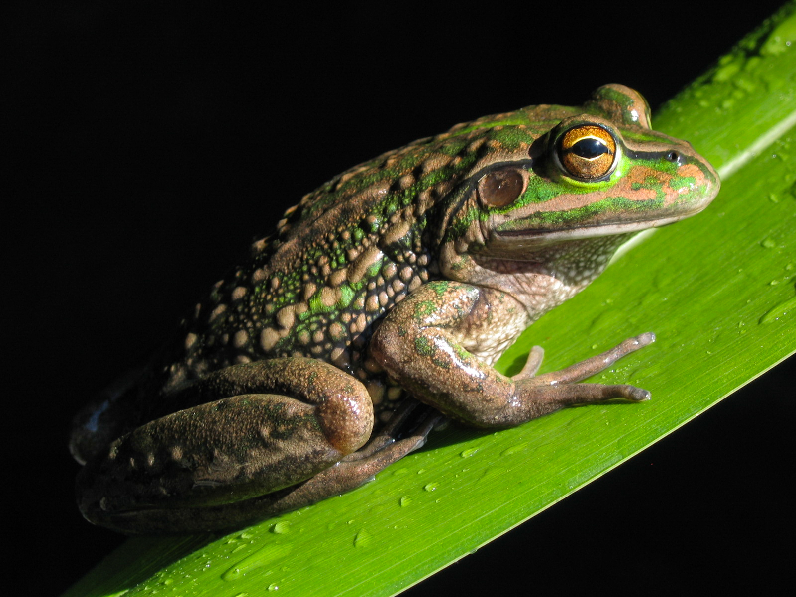 Ranoidea raniformis NZHS